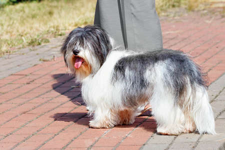 A fluffy Havanese bichon with a protruding red tongue stands in the park near the hostess against the background of the sidewalk on a bright sunny day, image with copy space.の写真素材