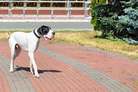 Great Dane walks for a walk in the city park on a bright sunny day, image with copy space.の写真素材