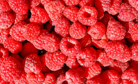 Red and ripe raspberries close-up in bulk in sunlight, for sale, background and texture, close-up,...