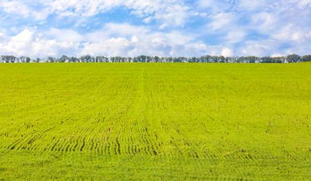 The sprouts of winter wheat grew in an endless field in long smooth light green rows, on the horizon...