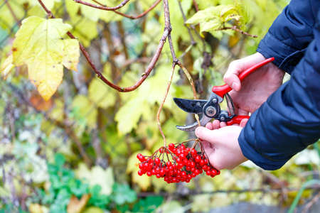 The hands of a young man are cutting off bunches of red ripe viburnum with a garden pruner against a...