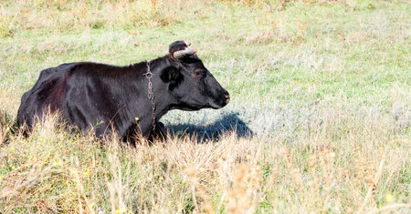 A black cow with a chain around its neck lies in the thick grass and looks in front of it at the...
