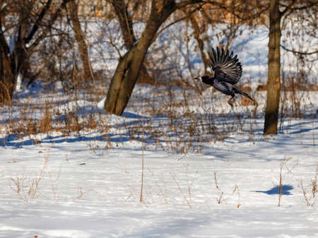 The takeoff and flutter of the wings of a black crow against the backdrop of a snow-covered city...