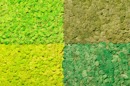 A living panel made of scandinavian stabilized dry moss of various green shades, as a small bright...