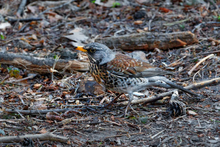 A young field thrush with a yellow beak found an earthworm among the gray forest spring litter. Selective focus, copy space, close-up,の写真素材