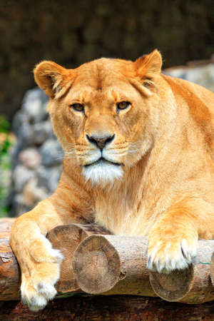 An adult lioness lies on a deck of wooden logs and looks straight ahead. Vertical image, copy space.