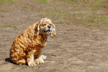 An English Cocker Spaniel dog with wavy red hair sits on an earthen lawn, squinting in the bright...