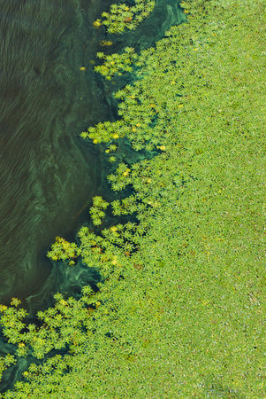 Pollution of the water surface of the earth, green algae gradually cover the surface of the...