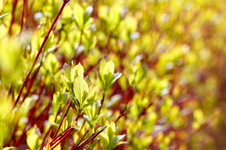 Young shoots of a bush with pale green leaves bathe in the warm sunlight in a blur in spring....