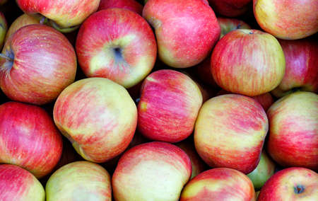 Background and texture of ripe red-yellow striped apples, unwashed, freshly picked, neatly arranged,...