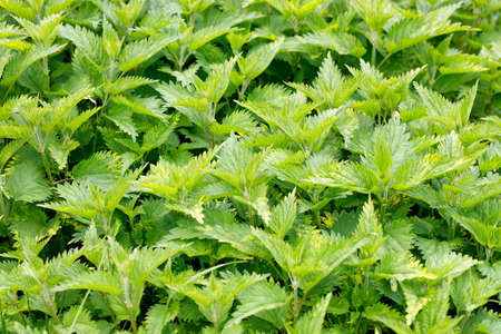 Dense thickets of fresh green nettle leaves. Selective focus, close-up, foreground in slight blur.