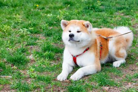 An Akita Inu dog with a beautiful white-orange fluffy coat lies on a lawn of green grass. Copy space.の写真素材