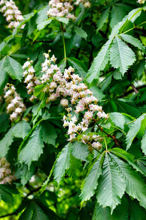 Inflorescence of white chestnut flowers on a background of fresh branches with green carved leaves after rain on a spring day. Vertical image, selective focus, copy space.の写真素材