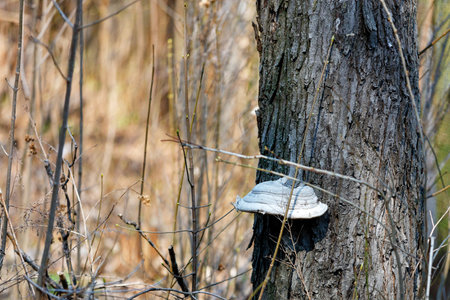 A parasite fungus has grown on a tree trunk in a spring forest in the rays of sunlight.の写真素材