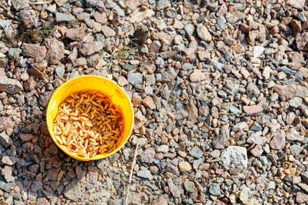 Fly larvae are collected in a yellow bucket for fishing trips. Background of crushed granite under hard sunlight. Copy space.の写真素材