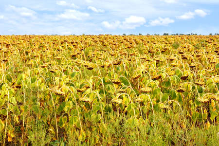 Agricultural field with ripe sunflowers against a blue cloudy sky in blur. Copy space.の写真素材