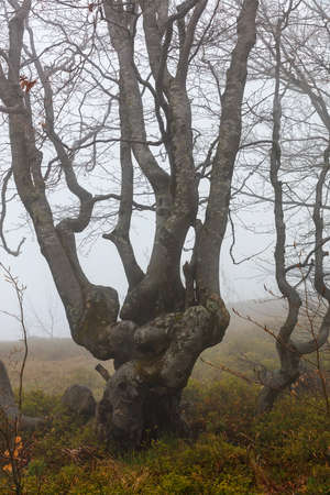 Bare branches of a twisted tree on a mountain slope in a mystical place of power, shrouded in thick...