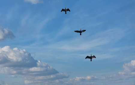 Three black herons are flying in the blue cloudy sky. Fluffy clouds keep them company.