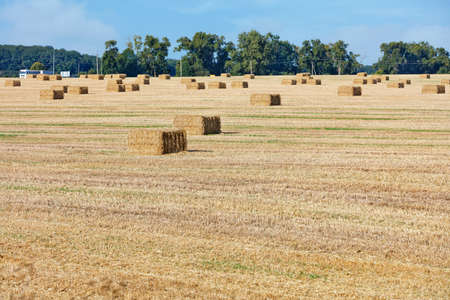 Large rectangular bales of straw after wheat harvest are stacked neatly in the middle of a field...