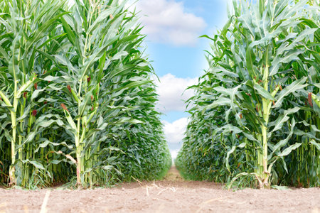 Rows of growing green corn in an agricultural field from a low angle against the backdrop of a beautiful cloudy sky. Copy space. Close-up.の写真素材