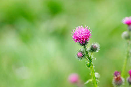 Delicate pink prickly thistle flower in bloom close-up with a green blurred background. copyspace.の写真素材