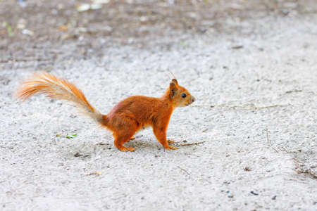 Portrait in profile of a red squirrel against the background of gray sandy ground in the forest. copyspace.の写真素材