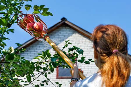 The fruit picker basket in the hands of a woman is filled with ripe yellow and red apples against a...