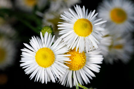 Daisies decorative and medicinal flowers on a blurred dark green background