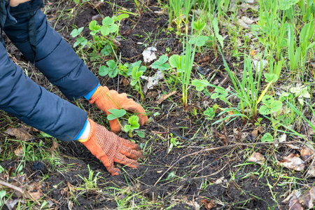 A farmer in orange textile gloves weeds a bed of strawberry sprouts by hand in early spring.