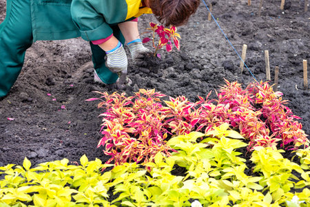 A woman gardener in a green overall creates a colorful motley flower arrangement on the black soil. Copy space.の写真素材