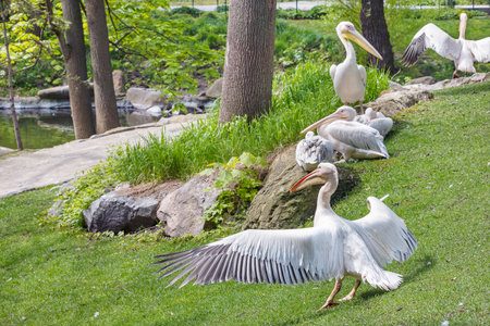 A flock of large white pelicans bask in the bright sunshine on the banks of the city pond.の写真素材