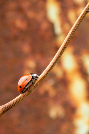 A ladybug crawls up a branch of a vine on a blurred brown background. Vertical image, selective focus, copy space.の写真素材