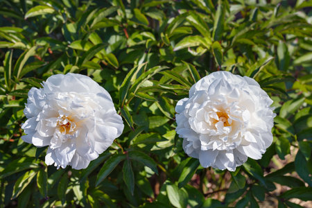 Two large blooming white peonies in bright sunlight against a blur of green foliage. High quality photo. Copy space.の写真素材