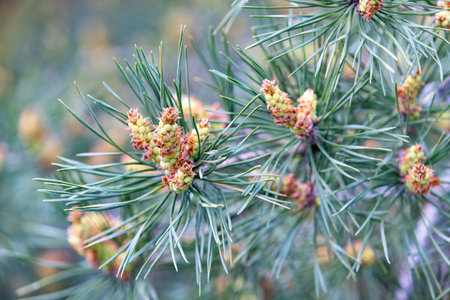 Young green pine cone, emerging resh pine cone in natural green color.