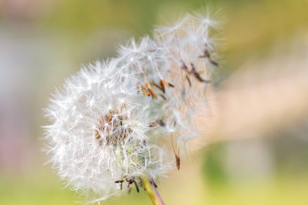 White dandelion seeds break away from their dome in the breeze against a blurred light green background. Copy space.の写真素材