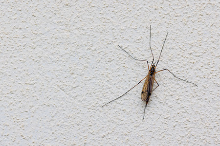 Graceful sophisticated beautiful fly with long spider-like legs sits on a white textured wall. Copy space.の写真素材
