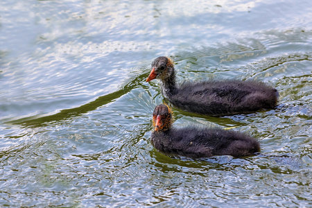 Coot chicks, small waterfowl, attract attention with their bright red-yellow head color when swimming in a pond.の写真素材