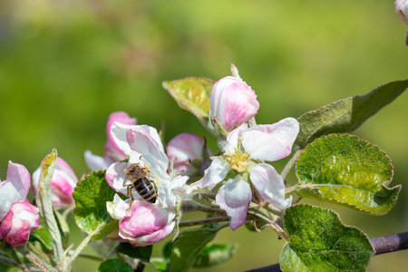 Close-up of a bee collecting nectar from apple flowers. Blurred green early spring background. Copy...