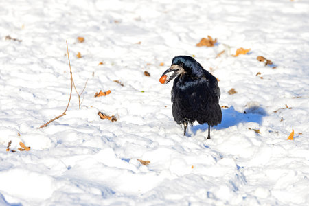 A carrion raven found an acorn under the snow cover and holds it in its beak on a winter day.