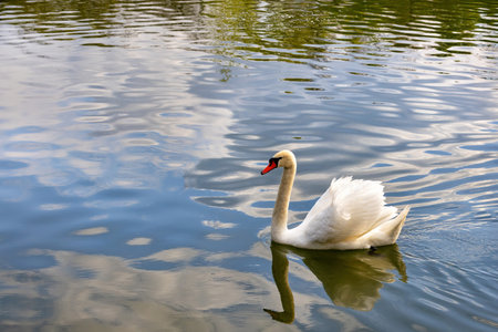 A beautiful white swan swims peacefully in a tranquil pond, its reflection mirroring the fluffy...