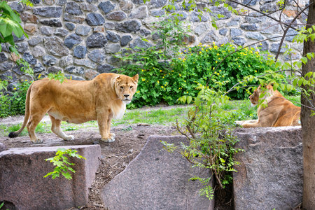 A pair of lions enjoy a peaceful moment in their natural environment. The female lion stands gracefully while her companion lounges nearby, surrounded by lush foliage and rocky textures.の写真素材