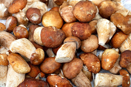 A vibrant assortment of wild mushrooms showcases various shapes and colors, freshly gathered from a lush forest during autumn. The unique textures and earthy tones create an inviting display.の写真素材