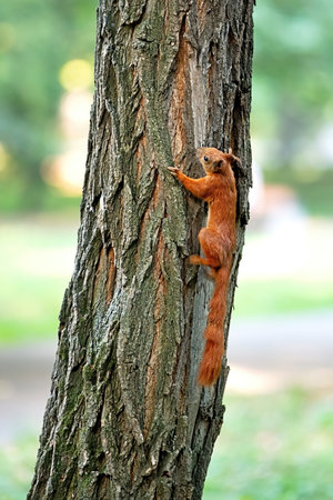 A vibrant red squirrel is expertly climbing a textured tree trunk in a lush green park. Sunlight...