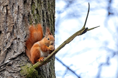 A curious squirrel sits comfortably on a branch, nibbling on a nut while surrounded by the tranquil...