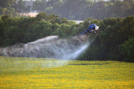 Agricultural works. Helicopter spraying above sunflower fieldの写真素材