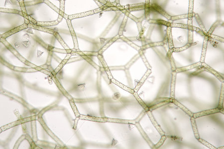 Freshwater Vorticella campanula on Hydrodictyon reticulatum. Phytoplankton and zooplanktonの写真素材