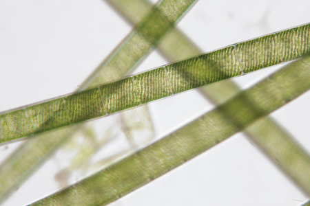 Spirogyra also water silk, mermaid's tresses, blanket weed. Genus of filamentous charophyte green algae of the order Zygnematales, named for the helical or spiral arrangement of the chloroplasts that is diagnostic of the genusの写真素材