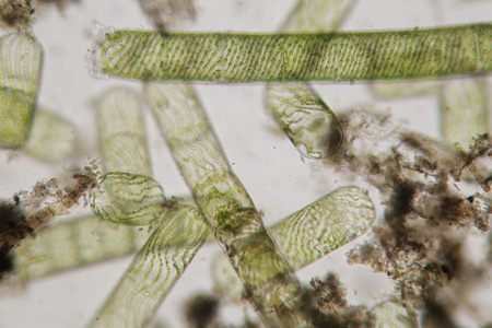 Spirogyra also water silk, mermaid's tresses, blanket weed. Genus of filamentous charophyte green...