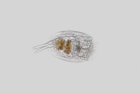 Freshwater zooplankton Rotifer or Rotifera Euchlanis by microscope. Wheel animals. Benthic.