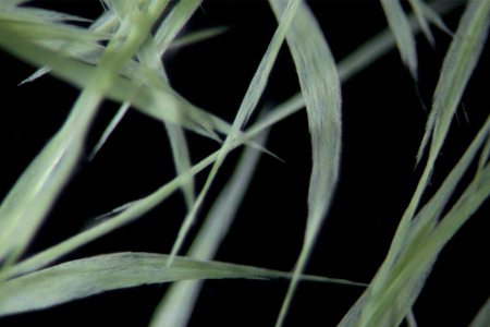 Freshwater cyanobacteria Aphanizomenon by microscope. The cause of algal blooms, green water. The sample is free floating in waterの写真素材